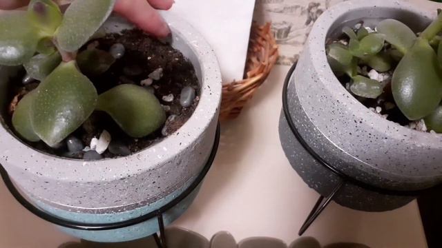 Использование кашпо для цветов из фикс прайс🤗 смотреть онлайн