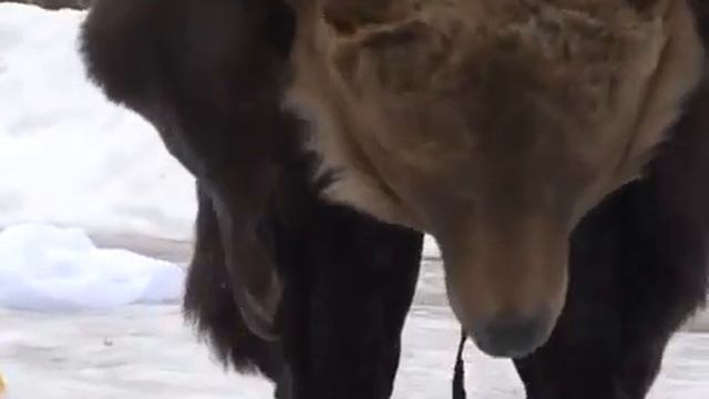 Народное уличное гулянье на Масленицу. Игровая программа..mp4
