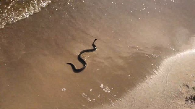 змея на пляже койонсаари ладожские шхеры смотреть онлайн