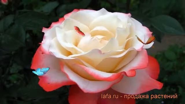 Роза чайно-гибридная Ностальжи (nostalgie) ? обзор: как сажать, саженцы розы Ностальжи