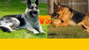 Восточноевропейская овчарка против Немецкой Овчарки. Собаки