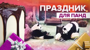 Две панды отметили своё совершеннолетие в зоопарке Тайваня