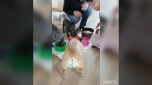 ОЧЕНЬ ВКУСНАЯ КАША THE BEST French Bulldogs video # 2020 #