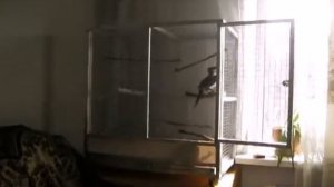 Клетка для сороки "Кузя" в квартиру. Размер 0,8 х 0,8 х 0,5 м.