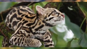 10 НОВЫХ ВИДОВ ЖИВОТНЫХ, ОТКРЫТЫХ НЕДАВНО