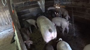 УБОЙ ХРЯКА У СОСЕДА