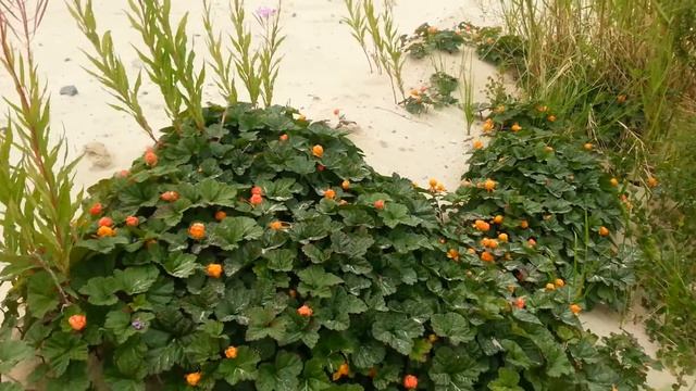 Морошка на песке смотреть онлайн