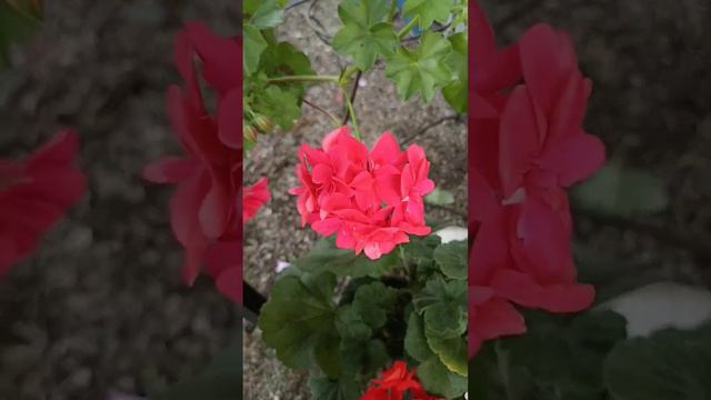 герани в разном цвете смотреть онлайн