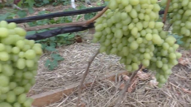 Виноград. Теплица .Открытый грунт .Разница созревания. смотреть онлайн