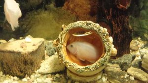 Цихлиды Фламинго  ухаживают за гнездом.