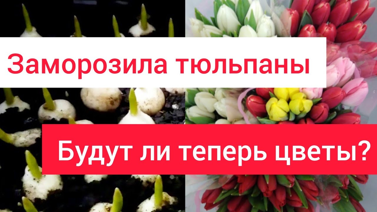 ⚫Выгонка тюльпанов |? Заморозила ящики с тюльпанами | Укоренение и охлаждение в аномальные морозы