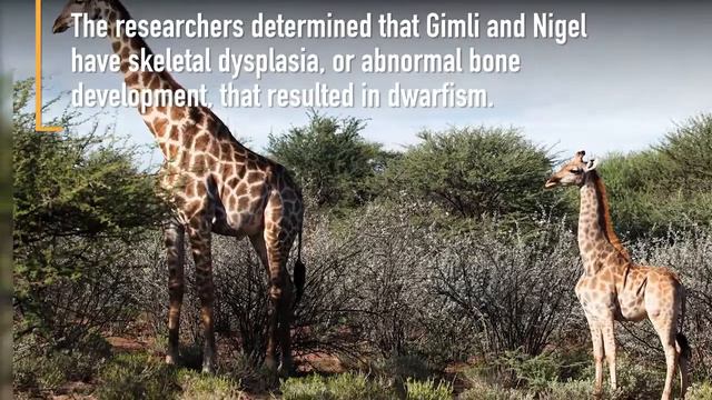 В Уганде впервые замечены очаровательные карликовые жирафы смотреть онлайн