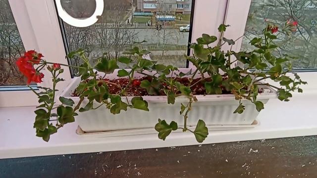 Стебель усохнет. Видно корешки. Маточники на выброс| Плющелистные пеларгонии смотреть онлайн