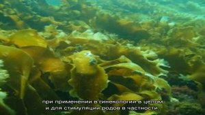 Палочки ламинарии для стимуляции родов: что это такое и как использовать?