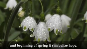 The Flowers Meaning and Symbols Part 2