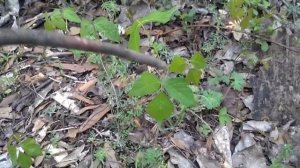 Poison Ivy Identification And Awareness