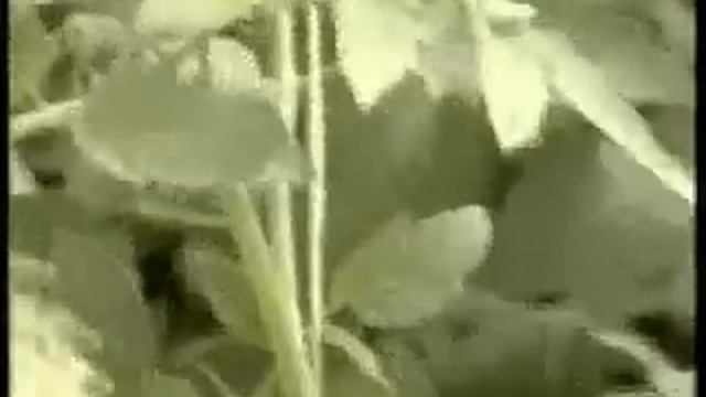Формирование растений