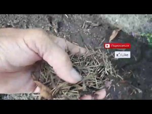 Грандифлора гортензия в августе.