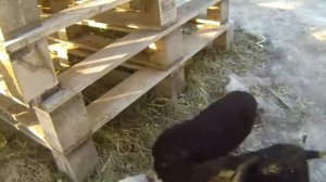 Жизнь месячных щенков на улице зимой