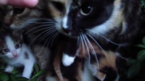 Мама кошка прячет в лесу своих котят