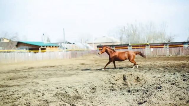 Гвоздика, Русская рысистая лошадь смотреть онлайн