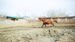 Гвоздика, Русская рысистая лошадь