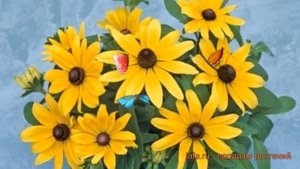 Рудбекия низкорослая Еллоу ? низкорослая рудбекия Еллоу обзор: как сажать, семена рудбекии Еллоу