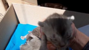 #69 Новорожденные котята: Котятам 1 неделя Как поживают наши котята. Нам почти 2 недели