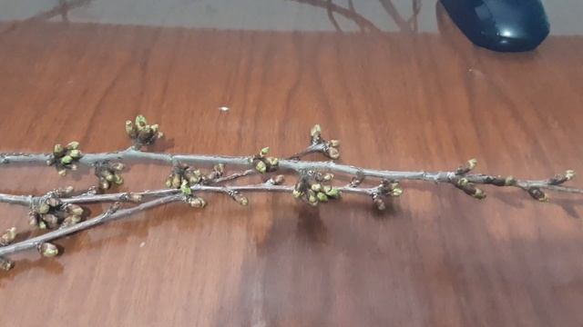 ВИШНЕВЫЕ ВЕТОЧКИ ВЫЛЕЧАТ ПОЧКИ