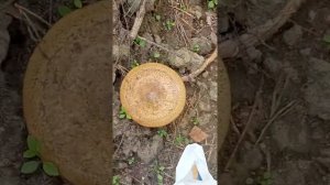 Грибы на Алтае