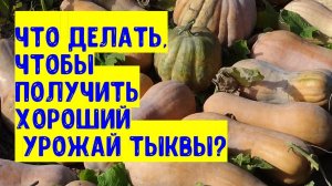 Что нужно делать, чтобы вырастить хороший урожай тыквы?