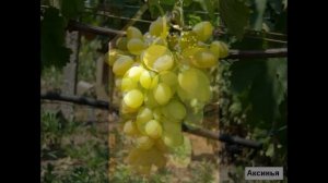 ГФ ВИНОГРАДА АКСИНЬЯ ХАРАКТЕРИСТИКА