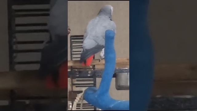 Мама: ну что ты такое болтаешь? Говори по человечески! - щас получишь! Морковушка... смотреть онлайн