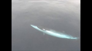 Кит, Баренцево море