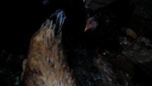 Глисты у кур - признаки и лечение.