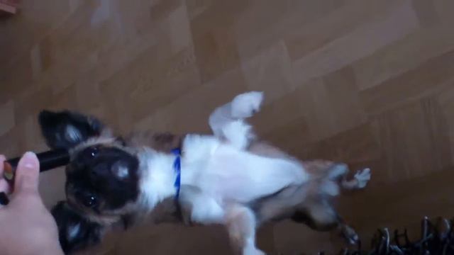 Dog walks on two legs смотреть онлайн