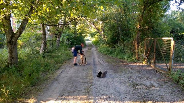 Дрессировка нкд нео Мажора 1.7 г. смотреть онлайн