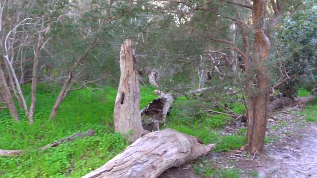 Мимоза. смотреть онлайн
