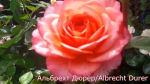 Альбрехт Дюрер (Albrecht Durer) - питомник роз "Розы от Татьяны"