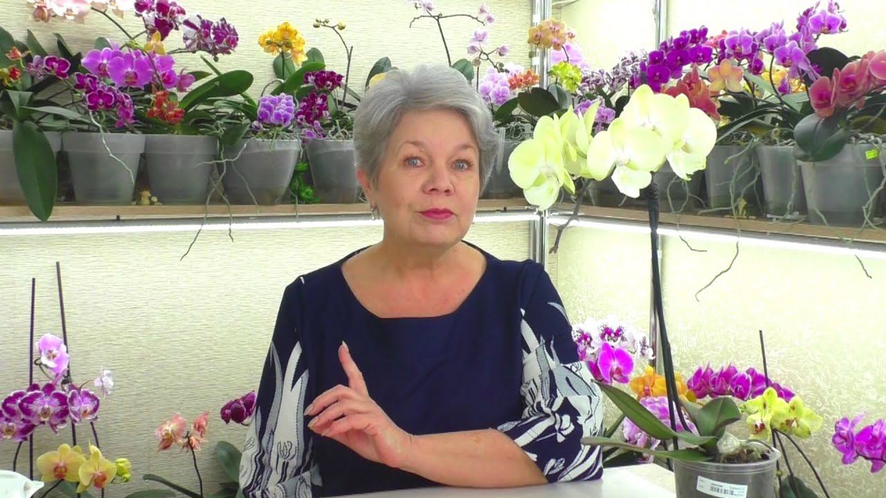 Пожалела Орхидею. Купила Желтый БигЛип БЕЗ КОРНЕЙ. Но, цветет. Как ВЫРАСТИТЬ НОВЫЕ КОРНИ без ХИМИИ ?