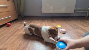 Джек Рассел и кнопка|обзор|дрессировка