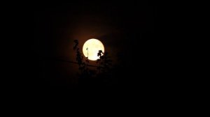 Холодная Луна сквозь ночной туман Лунная мистика космоса