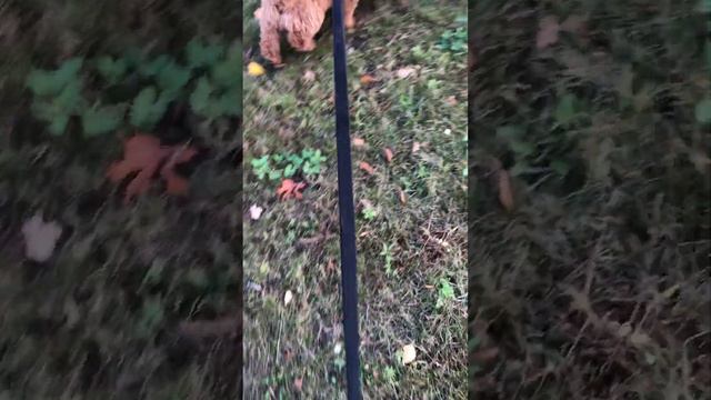 Puppy plays with stick смотреть онлайн