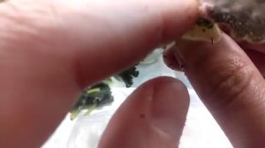 Как СПАСТИ ПОГИБАЮЩУЮ ФИАЛКУ? Фиалка ВЯНЕТ НА ГЛАЗАХ. Почему?