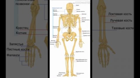 Скелет человека. 3класс