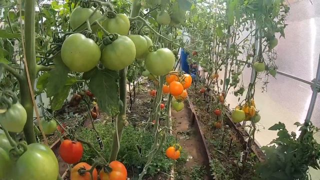 ДАЧА 13 АВГУСТА 2022. ОБЗОР ТОМАТОВ ? #дача #влог #обзор смотреть онлайн