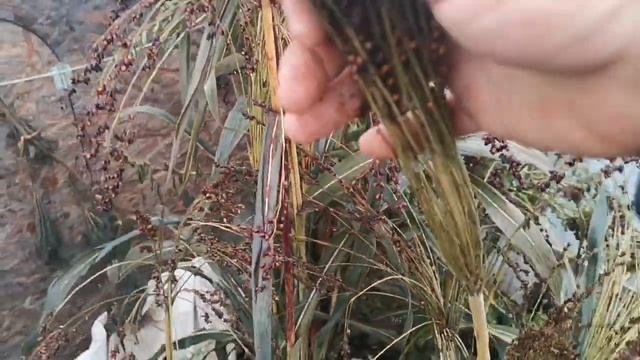 Сорго Карликовое Веничное! И красота и польза! смотреть онлайн