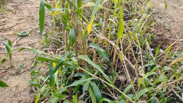 Medicinal Plants #travel #jhargram #medicinalplant # jangal # forest #vlog # смотреть онлайн