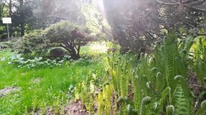 Сад камней/Маленькая Япония/ Ботанический сад