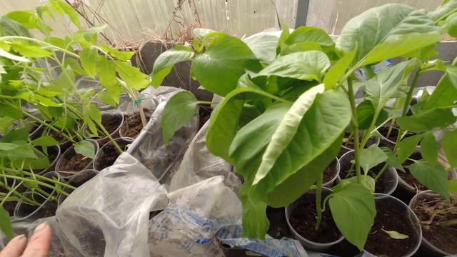 Рассада переехала на дачу. Мои ошибки при посадке зелени в теплице. смотреть онлайн